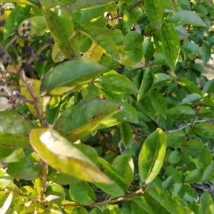 Ligustrum lucidum at Fadden, ACT - 2 Jul 2023 01:41 PM