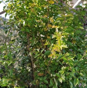 Ligustrum lucidum at Fadden, ACT - 2 Jul 2023 01:41 PM