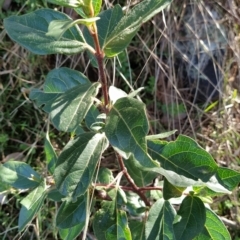 Viburnum tinus (Laurustinus) at Fadden, ACT - 2 Jul 2023 by KumikoCallaway