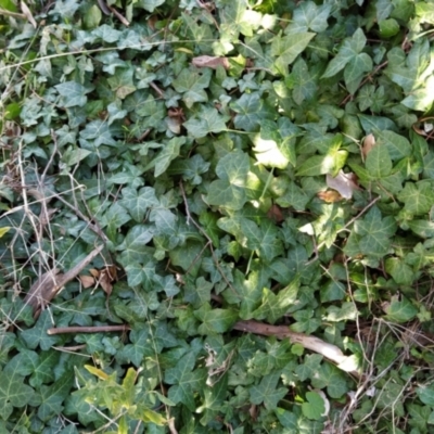 Hedera hibernica (Ivy) at Fadden, ACT - 2 Jul 2023 by KumikoCallaway