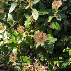 Viburnum tinus (Laurustinus) at Fadden, ACT - 2 Jul 2023 by KumikoCallaway