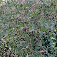 Ligustrum sinense (Narrow-leaf Privet, Chinese Privet) at Wanniassa Hill - 2 Jul 2023 by KumikoCallaway