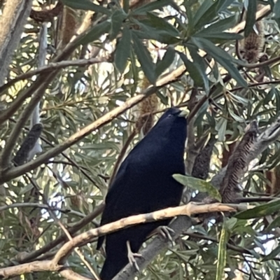 Ptilonorhynchus violaceus (Satin Bowerbird) at Australian National University - 2 Jul 2023 by Hejor1