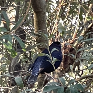 Ptilonorhynchus violaceus at Acton, ACT - 2 Jul 2023