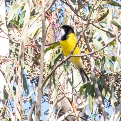 Pachycephala pectoralis (Golden Whistler) at Penrose, NSW - 2 Jul 2023 by Aussiegall
