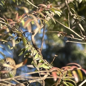 Acanthiza pusilla at Acton, ACT - 2 Jul 2023