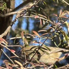 Acanthiza pusilla at Acton, ACT - 2 Jul 2023