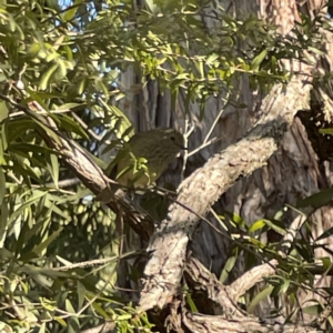 Acanthiza pusilla at Acton, ACT - 2 Jul 2023