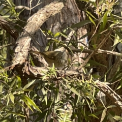 Acanthiza pusilla at Acton, ACT - 2 Jul 2023