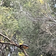 Acanthorhynchus tenuirostris (Eastern Spinebill) at Acton, ACT - 2 Jul 2023 by Hejor1