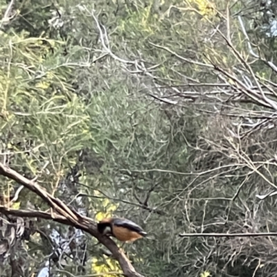 Acanthorhynchus tenuirostris (Eastern Spinebill) at Acton, ACT - 2 Jul 2023 by Hejor1