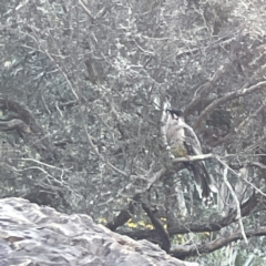 Anthochaera carunculata (Red Wattlebird) at City Renewal Authority Area - 2 Jul 2023 by Hejor1