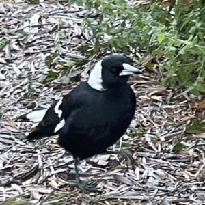 Gymnorhina tibicen at Acton, ACT - 2 Jul 2023