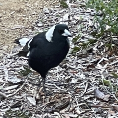 Gymnorhina tibicen at Acton, ACT - 2 Jul 2023