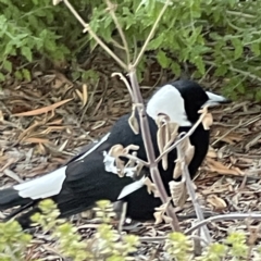 Gymnorhina tibicen at Acton, ACT - 2 Jul 2023