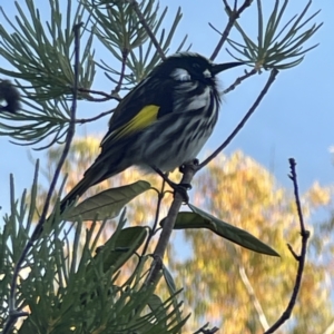 Phylidonyris novaehollandiae at Acton, ACT - 2 Jul 2023