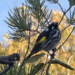 Phylidonyris novaehollandiae at Acton, ACT - 2 Jul 2023