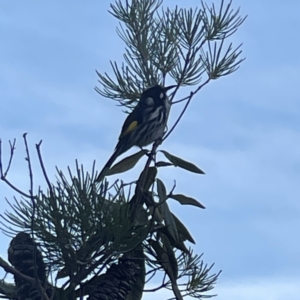 Phylidonyris novaehollandiae at Acton, ACT - 2 Jul 2023