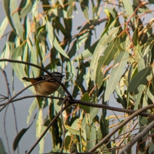 Pardalotus punctatus at Mundarlo, NSW - suppressed