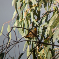 Pardalotus punctatus at Mundarlo, NSW - suppressed