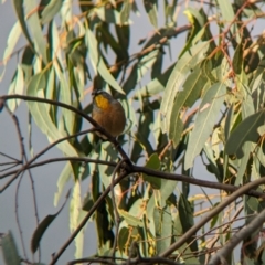 Pardalotus punctatus at Mundarlo, NSW - suppressed
