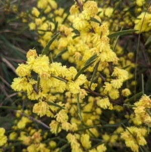 Acacia lanigera var. lanigera at Book Book, NSW - 30 Jun 2023