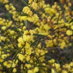 Acacia lanigera var. lanigera at Book Book, NSW - 30 Jun 2023