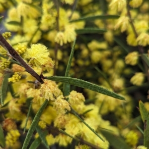 Acacia lanigera var. lanigera at Book Book, NSW - 30 Jun 2023