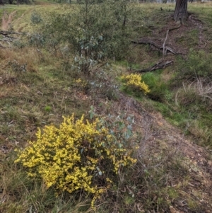 Acacia lanigera var. lanigera at Book Book, NSW - 30 Jun 2023