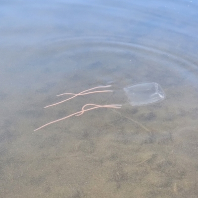 Unidentified Jellyfish or Hydroid  at Woodstock, NSW - 2 Jul 2023 by YellowButton