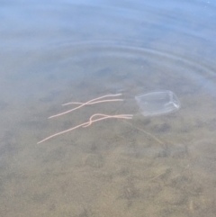 Unidentified Jellyfish or Hydroid  at Woodstock, NSW - 2 Jul 2023 by YellowButton