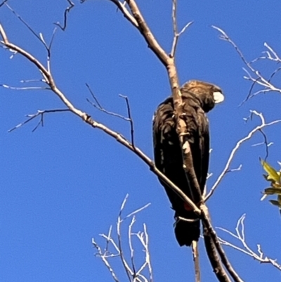 Calyptorhynchus lathami (Glossy Black-Cockatoo) at Ulladulla, NSW - 2 Jul 2023 by YellowButton