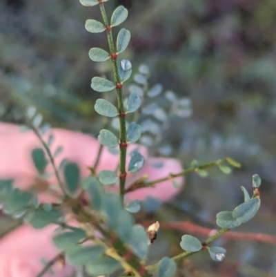 Indigofera adesmiifolia (Tick Indigo) at Leneva, VIC - 30 Jun 2023 by Darcy