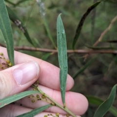 Acacia kettlewelliae (Buffalo Wattle) at Baranduda, VIC - 1 Jul 2023 by Darcy