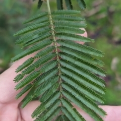 Acacia mearnsii (Black Wattle) at Baranduda, VIC - 1 Jul 2023 by Darcy