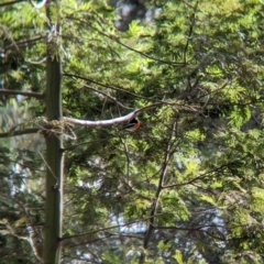 Petroica boodang (Scarlet Robin) at Baranduda, VIC - 1 Jul 2023 by Darcy