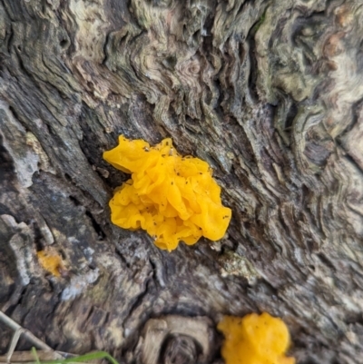 Tremella mesenterica (Witch's Butter or Yellow Brain) at Baranduda, VIC - 1 Jul 2023 by Darcy