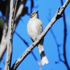 Caligavis chrysops (Yellow-faced Honeyeater) at Namadgi National Park - 30 Jun 2023 by JohnBundock