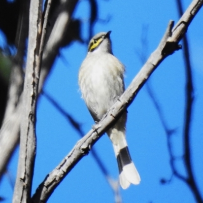 Caligavis chrysops (Yellow-faced Honeyeater) at Tennent, ACT - 30 Jun 2023 by JohnBundock