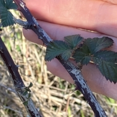 Rubus anglocandicans (Blackberry) at Lyons, ACT - 2 Jul 2023 by RobynS