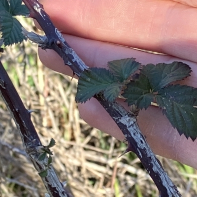 Rubus anglocandicans (Blackberry) at Lyons, ACT - 2 Jul 2023 by RobynS