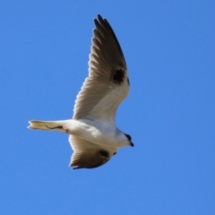 Elanus axillaris (Black-shouldered Kite) at Jerrabomberra, ACT - 2 Jul 2023 by RodDeb