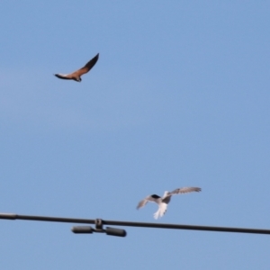 Falco cenchroides at Symonston, ACT - 2 Jul 2023