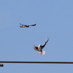 Falco cenchroides at Symonston, ACT - 2 Jul 2023 01:59 PM