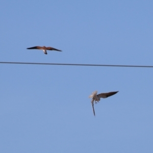 Falco cenchroides at Symonston, ACT - 2 Jul 2023