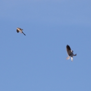 Falco cenchroides at Symonston, ACT - 2 Jul 2023