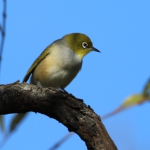 Zosterops lateralis at Symonston, ACT - 2 Jul 2023 02:28 PM