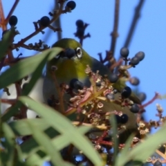 Zosterops lateralis at Symonston, ACT - 2 Jul 2023 02:28 PM