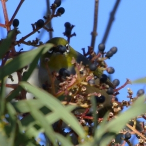 Zosterops lateralis at Symonston, ACT - 2 Jul 2023