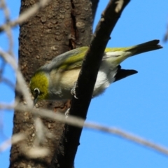 Zosterops lateralis at Symonston, ACT - 2 Jul 2023